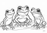 Three Pretty frogs  Frog Coloring Pages sketch template