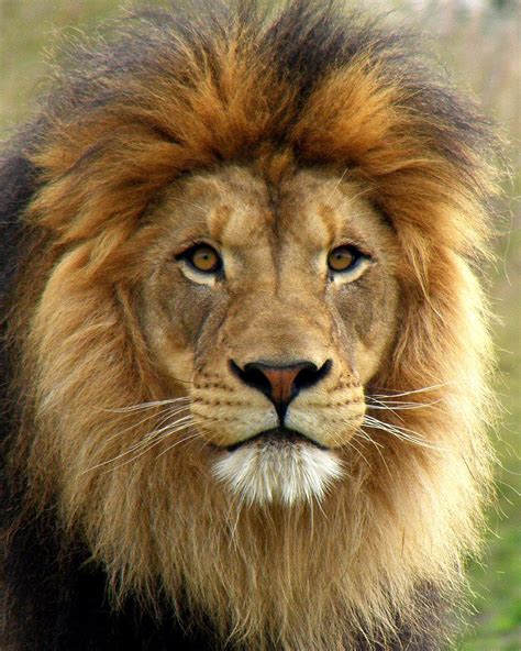 African Lion, Male, "Izu" | Lion images, Lions photos, African lion