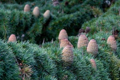 Conifers, evergreen ‘bones’ that tie a landscape together year-round | Home and Garden ...