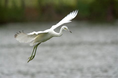 Juvenile Little Blue Heron In Flight Photograph by Roy Williams | Fine Art America