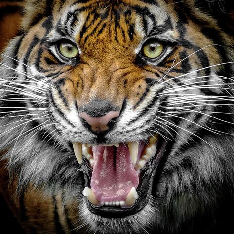 Sumatran Tiger Snarl Photograph by Wes and Dotty Weber