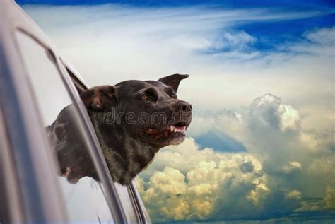 Dog Heaven stock image. Image of death, heaven, black - 11229407