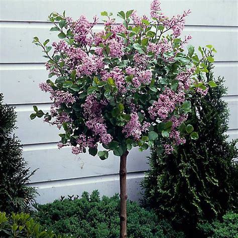 Standard Lilac Syringa ’Palibin’ | plants & seeds | Lilac plant, Garden ...