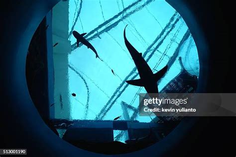 590 Singapore Aquarium Stock Photos, High-Res Pictures, and Images ...