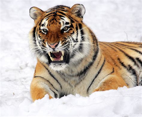 Tiger In The Snow Free Stock Photo - Public Domain Pictures