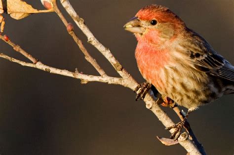 Birds of Brooklyn: House Finch - Brooklyn Botanic Garden