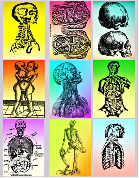 Free Human Anatomy Cliparts, Download Free Human Anatomy Cliparts png ...