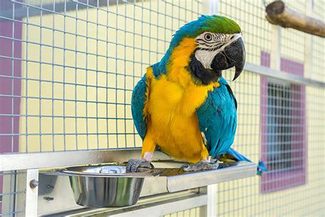 How to Choose a Good Bird Breeder