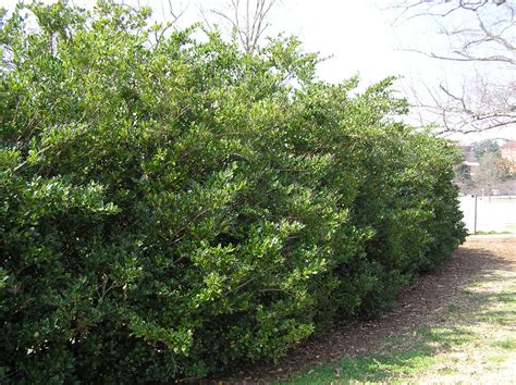 Ligustrum japonicum 'Recurvifolium' habit klr | Clemson Extension Home ...