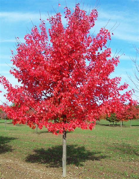 Acer 'Autumn Red/October Glory' Maple 16" Pot - Hello Hello Plants & Garden Supplies