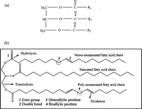 1 (a) Schematic structure of triglyceride molecule; (b) typical ...