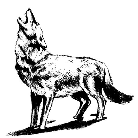 Free Howling Coyote Cliparts, Download Free Howling Coyote Cliparts png images, Free ClipArts on ...