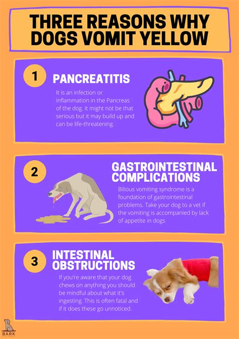 Ultimate Guide To Understanding Yellow Puke In Dogs | Bark For More