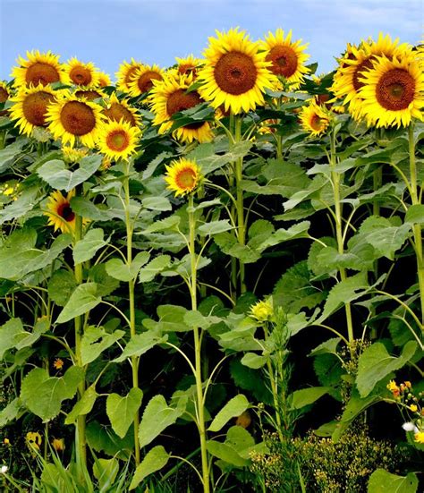 15 Beautiful Types of Sunflowers To Add Some Sunshine To Your Garden | Types of sunflowers ...