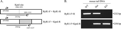 Interruption of the mouse RyR1 gene. (A) Schematic representation of ...