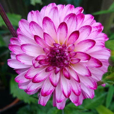 Dahlia (Border Varieties), Border Dahlia - uploaded by @upthegardenpath