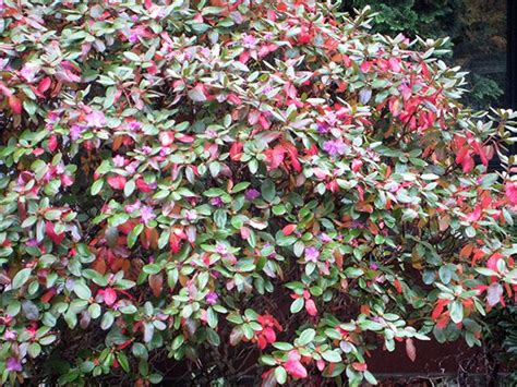 Fall Rhododendron Bloom - Hyannis Country Garden