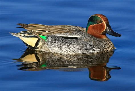 Teal Duck (male) by NurturingNaturesGift on DeviantArt