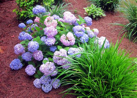 Low Flowering Shrubs For Shade - Fanny Healthy Life