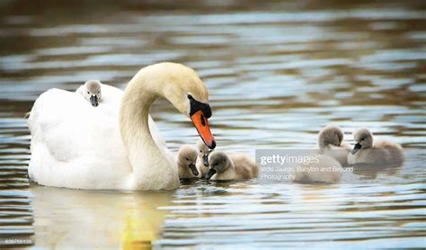 Stock Photo : Mute Swan Family Swim with Newborn Cygnets and One Rider Family Swimming, Mute ...