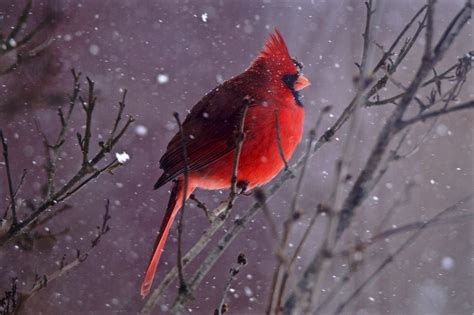 19 Magical Bird Photos of Cardinals in Snow - Birds and Blooms