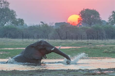 Elephant Playing Sunset Water – Tom Murphy Photography