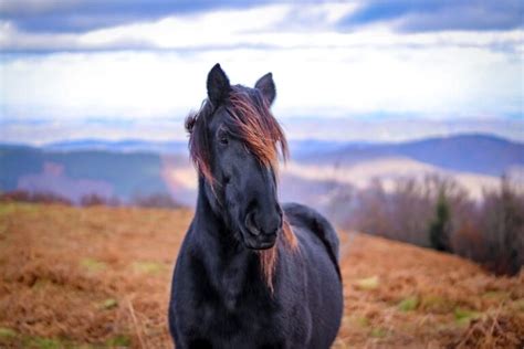 11 Black Horse Symbolisms and Spiritual Meanings