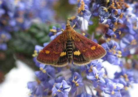 Edible Wild Spaces | Butterfly Conservation