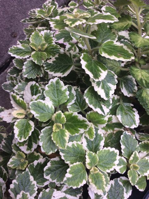 Variegated Plectranthus – Renaissance Herbs