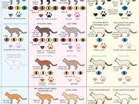 48 Best cat genetics images in 2020 | Genetics, Cats, Cat colors