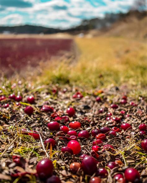 Cranberry Farms Work With Nature - The Farm