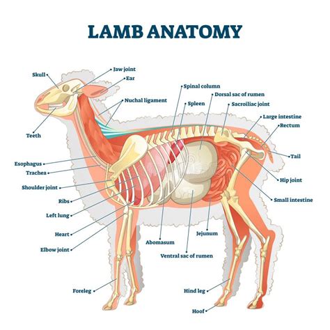 Lamb Anatomy Vector Illustration. Labeled Educational Inner Organ Structure Stock Vector ...