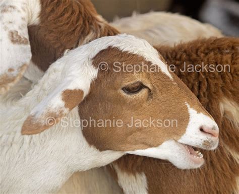 Farm animals and farming in Australia, including unusual livestock