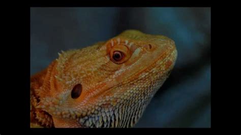 Pogona vitticeps : Behavior and communication - Amalgation - YouTube