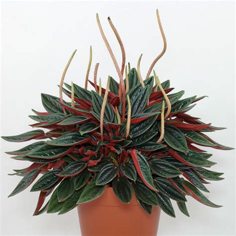 Peperomia caperata Rosso | Peperomia plant, Peperomia, Plants