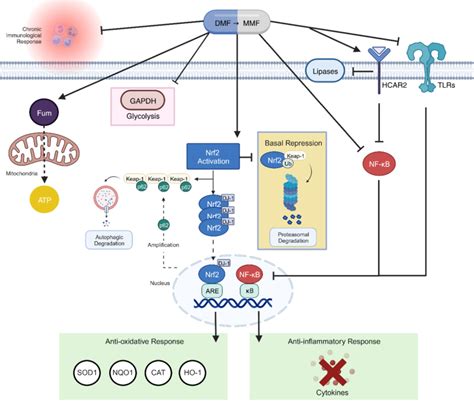 Mechanisms of action of dimethyl fumarate (DMF). DMF is rapidly... | Download Scientific Diagram