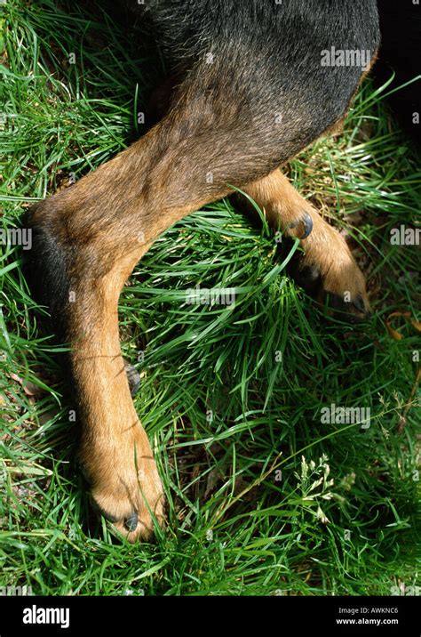 Dog's hind legs, lying down Stock Photo: 5421509 - Alamy