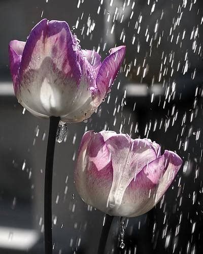 Flowers In The Rain Pictures, Photos, and Images for Facebook, Tumblr, Pinterest, and Twitter