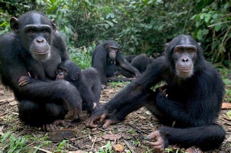 Chimpanzee brain power is strongly heritable | New Scientist