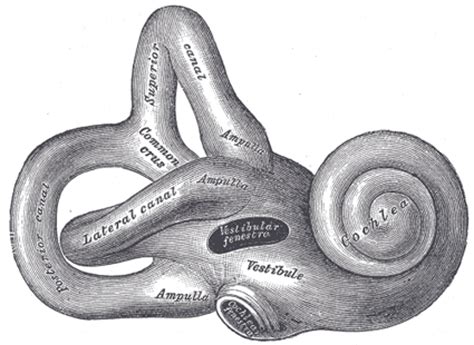 The Internal Ear or Labyrinth - Human Anatomy