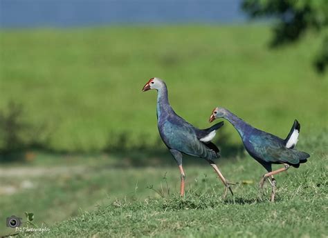 Wetland Birds - Rovenortheast