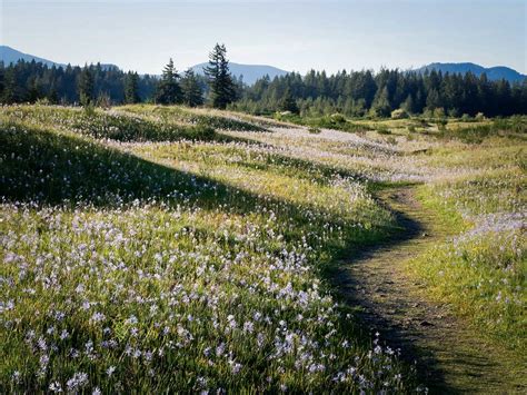 Mima Mounds, Washington – Northwest Wildflowers