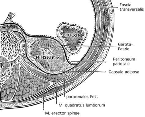 Kidney: Gross Anatomy, Renal Fascia, Vessels, and Nerves