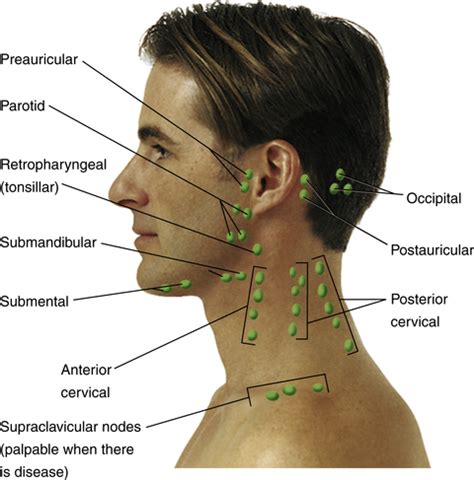 Lymphatic System | Nurse Key