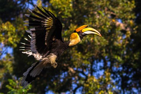 Great Indian Hornbill: Details and Cultural Significance in India