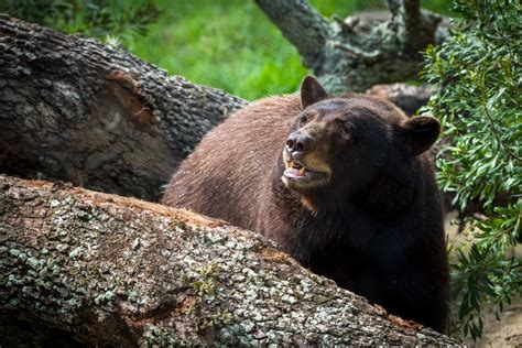 Bears Move into New Beautiful Habitat - The Houston Zoo