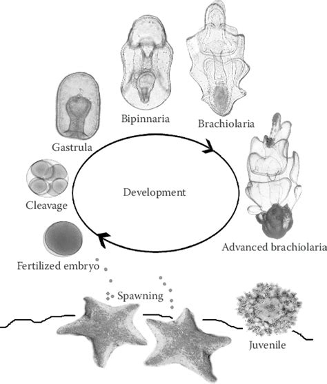 Starfish Life Cycle