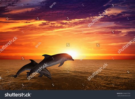 1,536 Dolphin Jump Sunset Images, Stock Photos & Vectors | Shutterstock