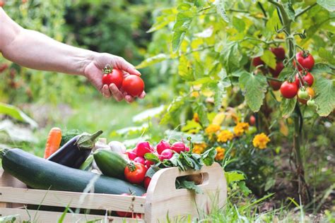 10 Simple Tips to Grow a Successful Vegetable Garden - Danby