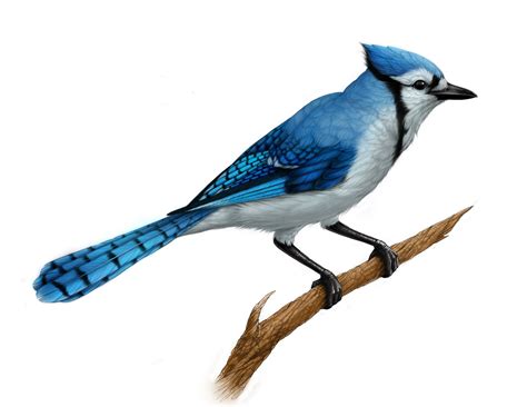 Blue Jay Bird Drawing at GetDrawings | Free download